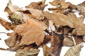 Dead leaves